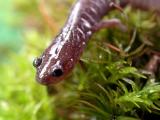 Red-backed Salamander (Close-up)