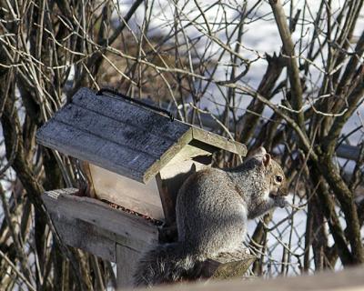 Squirrel990.jpg