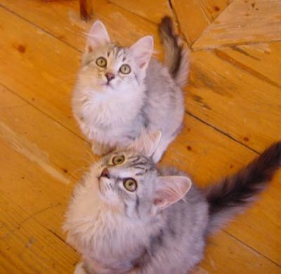 Anni&Adso.jpg