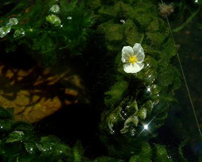 Elodea Anacharis Blossom 3329.jpg