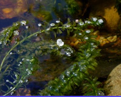 Elodea Anacharis 3334.jpg
