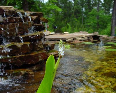 Pond Flower 3375.jpg