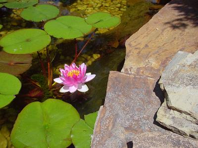Water Lily Bloom 3336.jpg