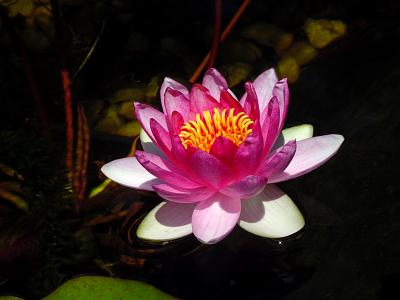Water Lily Bloom 3340.jpg