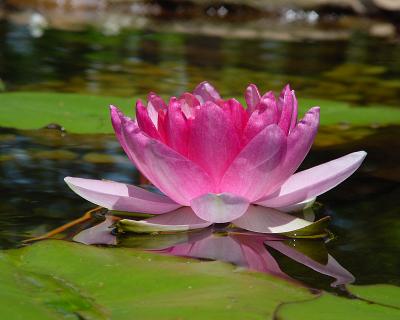 Water Lily Bloom Frog Eye View 3342.jpg
