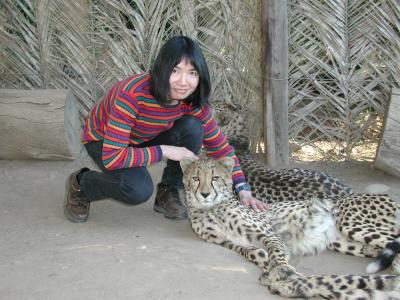 Petting Cheetahs