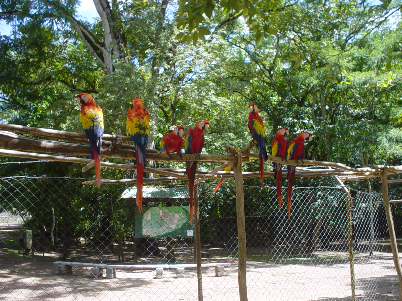 macaws outside Copan