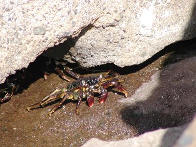 crab at Hanauma Bay