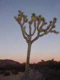 Joshua Tree National Park