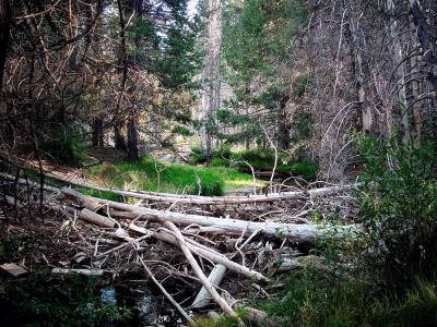 Log Jam Up Creek