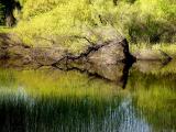 Image1.jpg quiet contrasts.jpg