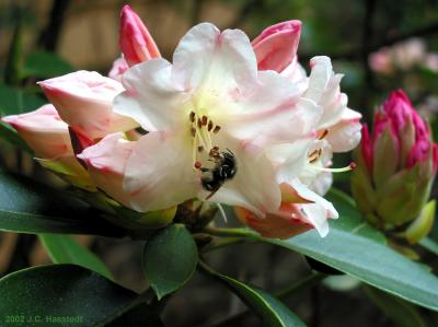 Rhody with Bee