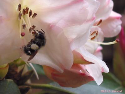 Rhody + Bee Closeup