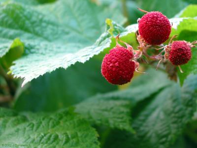 Thimble Berries