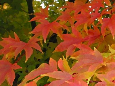 Fall Colors Drybrush