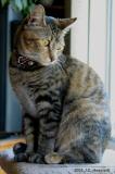 Tigger