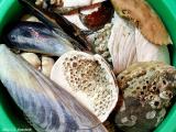 Bucket O Shells