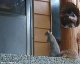 Here Kitty-kitty-kitty...