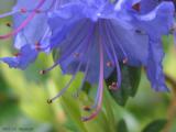 Azalea Closeup