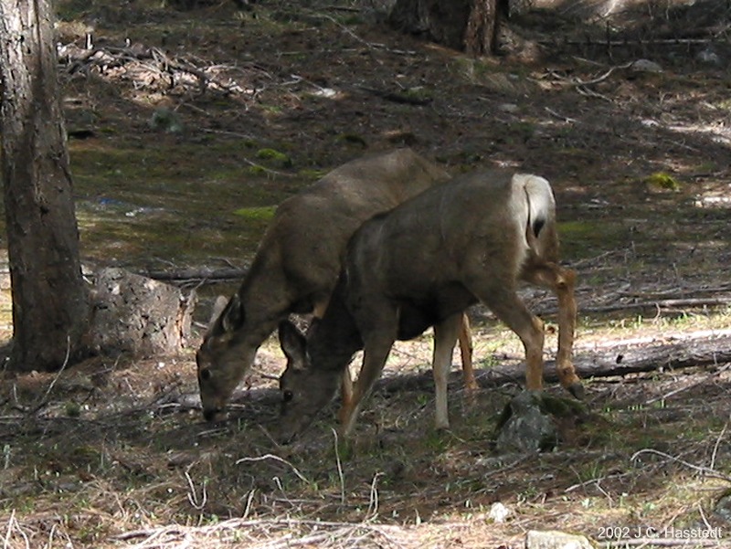 Stehekin Deer