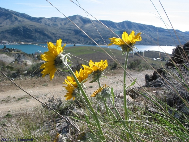 Sunflowers: Lake View1