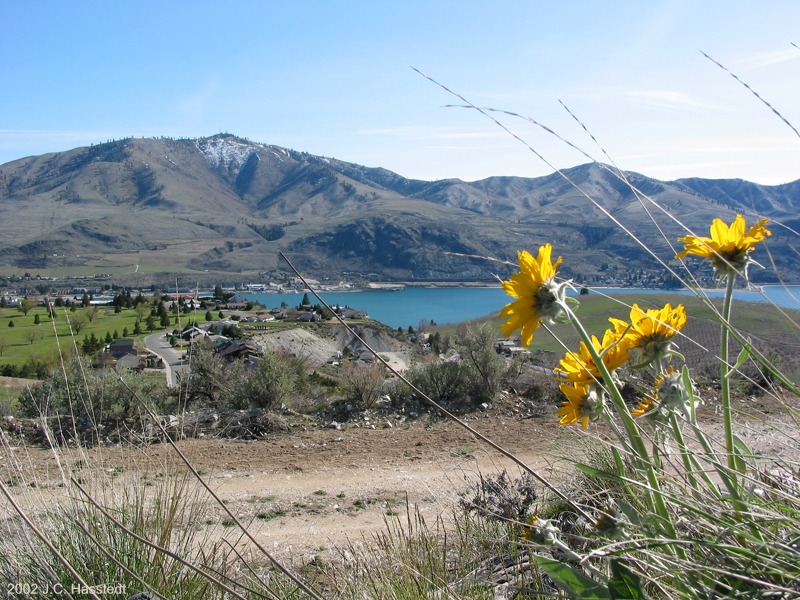 Sunflowers: Lake View2