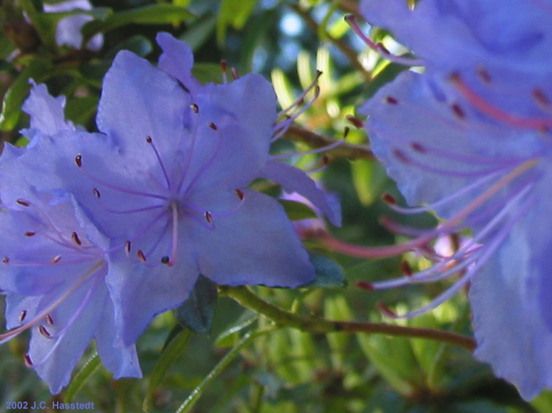 Azalea