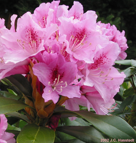 Pink Rhody