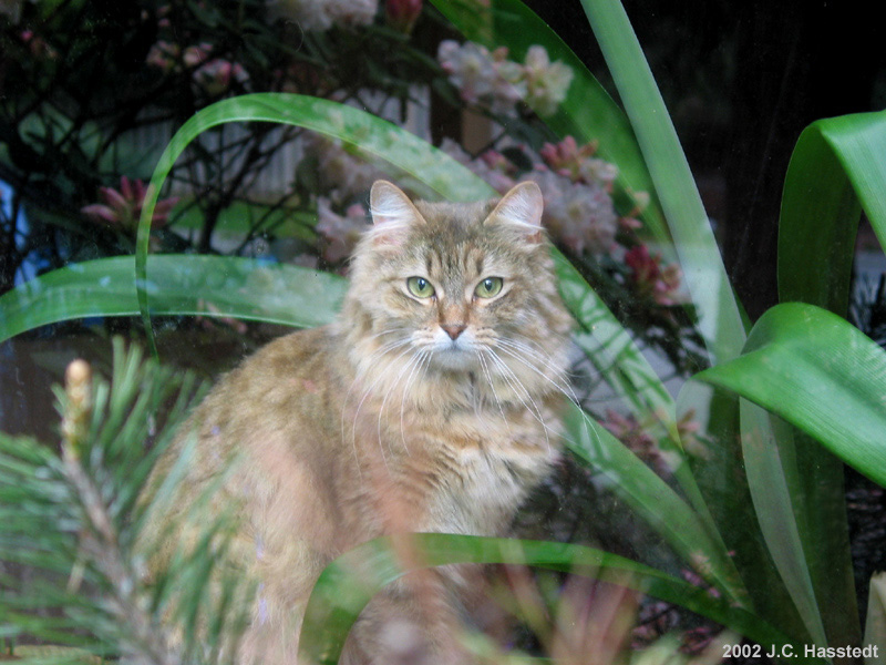 Cat in Window with Reflections