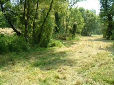 View back towards driveway along stream