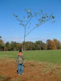 Red Maple