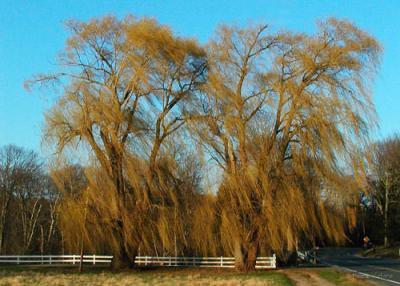 Weeping Willows