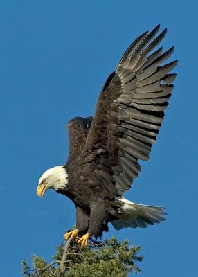 Eagles_72_015.jpg