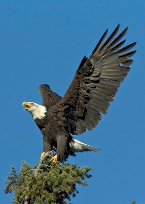 Eagles - October 10, 2004