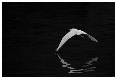 Monochrome of Egret