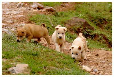 Puppies in Vietnam