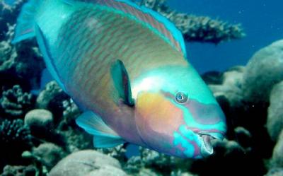 Parrot fish.jpg