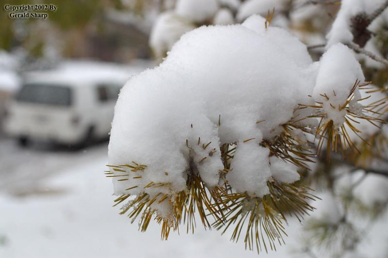 Snowneedles