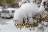 Snowneedles