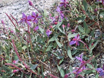 epilobium.latifolium - Dwarf Fireweed or Evening Primrose