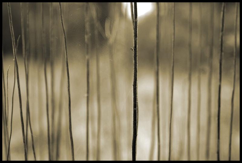 Stalks