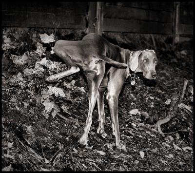 Doginterrupted