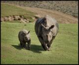 Rhinopair