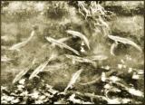 alewives
