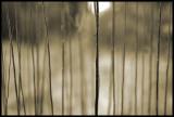 Stalks