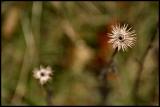 Wildflowers