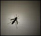 Wasp