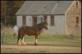 horse