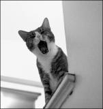 Katoyawn