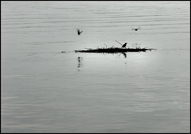 3littlebirds